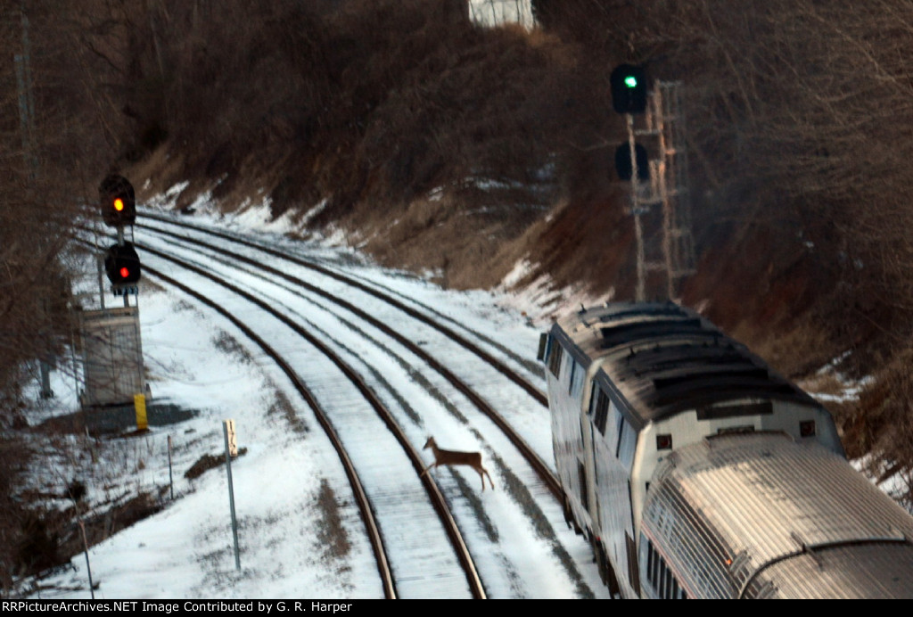 Bambi leaps out of harm's way as Amtrak #20(21) heads north away from Lynchburg.